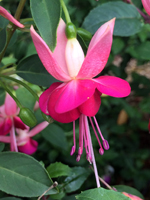 Fuchsia Paula Jane